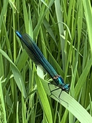 Calopteryx splendens
