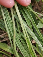 Plantago argentea