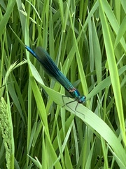 Calopteryx splendens