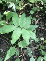Polygonatum multiflorum