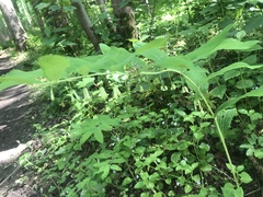 Polygonatum multiflorum