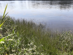 Schoenoplectus triqueter