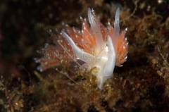 Coryphella