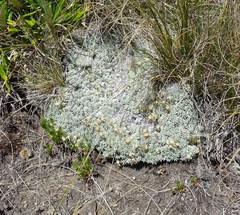 Argyrotegium nitidulum