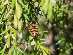 Megasyrphus erraticus