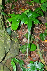 Bolbitis heteroclita