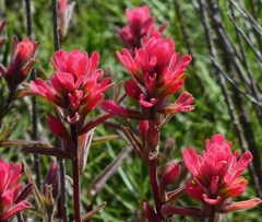Castilleja affinis contentiosa