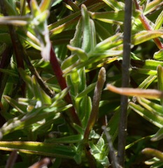 Castilleja affinis contentiosa