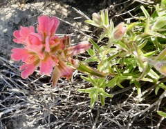 Castilleja affinis contentiosa