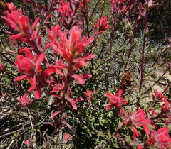 Castilleja affinis contentiosa