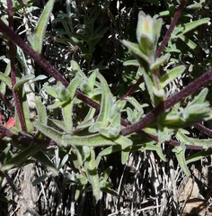 Castilleja affinis contentiosa