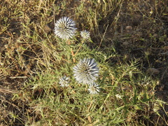 Echinops spinosissimus