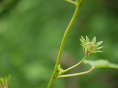Hibiscus hispidissimus