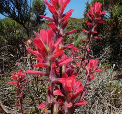 Castilleja affinis contentiosa
