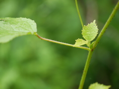 Hibiscus hispidissimus