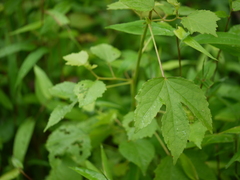 Hibiscus hispidissimus