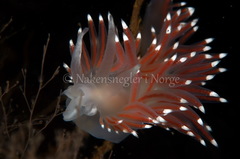 Coryphella