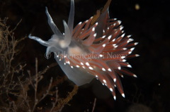 Coryphella