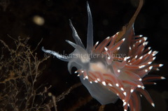 Coryphella