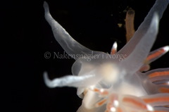 Coryphella