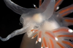 Coryphella
