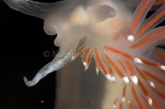 Coryphella