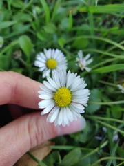 Bellis perennis