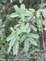 Vachellia farnesiana
