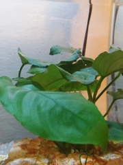 Anubias