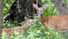 Odocoileus virginianus