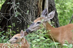 Odocoileus virginianus