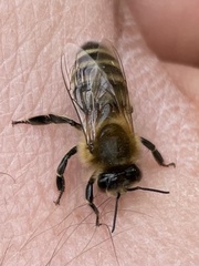 Apis mellifera