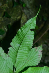 Bolbitis heteroclita