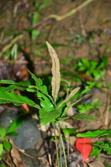 Bolbitis heteroclita