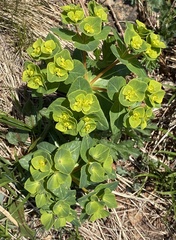 Euphorbia hylonoma