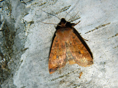 Eupsilia tristigmata
