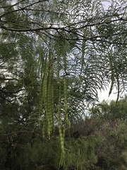 Prosopis glandulosa