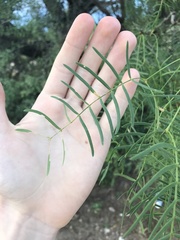 Prosopis glandulosa