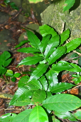 Bolbitis heteroclita