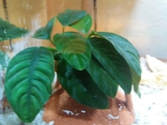 Anubias