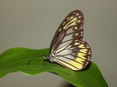 Ideopsis vitrea