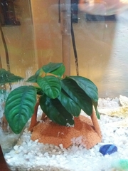 Anubias