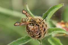 Bembecia ichneumoniformis