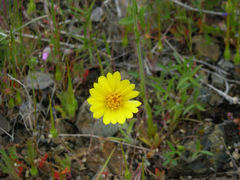 Layia platyglossa