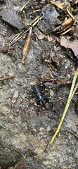 Egaenus convexus