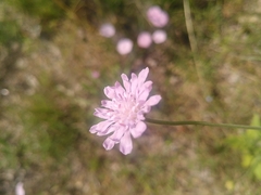 Knautia integrifolia