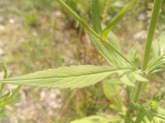 Knautia integrifolia