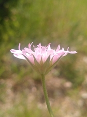Knautia integrifolia