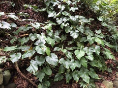 Schismatoglottis kotoensis