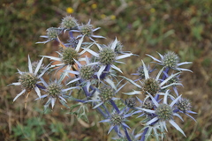 Eryngium bourgatii